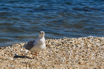 Seagull Caspian gull Larus cachinnans who angrily stares into the camera