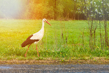 White stork Ciconia ciconia walking in the woods with glow