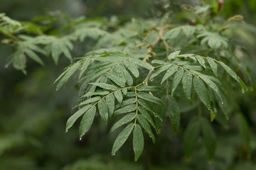 Fresh green leaves with rain water drops. Closeup of fresh green leaves with rain water drops