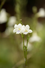 Fresh White Flower with rain water drops. Close Up of Fresh White Flower with rain water drops