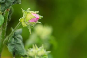 Blooming buds of wild flowers close-up with stem and leaves