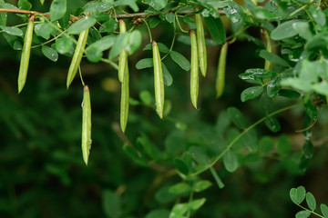 more green earrings acacia Bush close-up several rows with a very blurred background