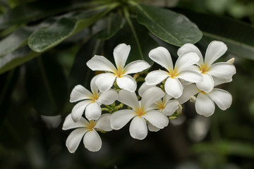 Obraz na płótnie Canvas Beautiful white plumeria flowers. Beautiful white plumeria flowers in the garden