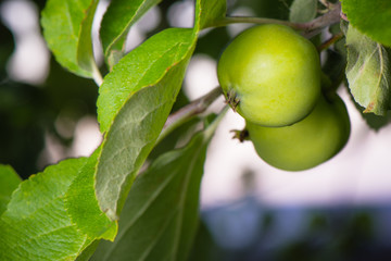 Green unripe fruit of apples on a branch of apple tree closeup