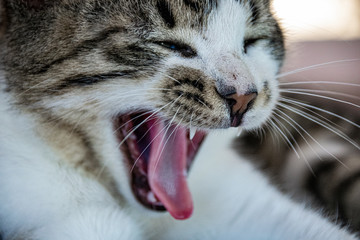 Roar with a yawning tabby cat