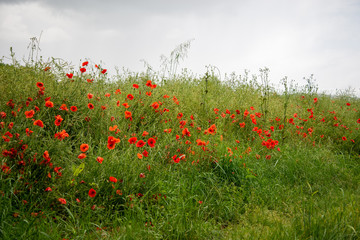 Champ de coquelicots dordogne