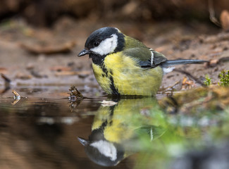 tomtit