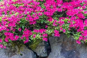 Hard Rocks And Flowers 2