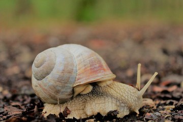 snail on path