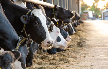 Cows