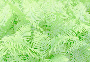 green fern background in the forest jungle