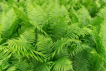 green fern background in the forest jungle