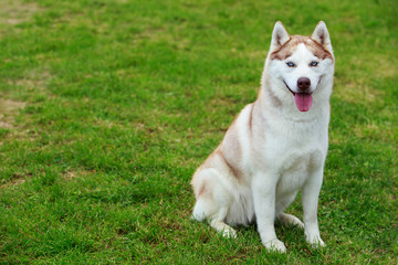 Dog breed Siberian husky