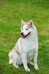 Dog breed Siberian husky