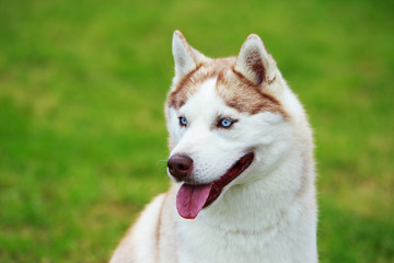 Dog breed Siberian husky