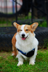 Dog breed Welsh Corgi Pembroke