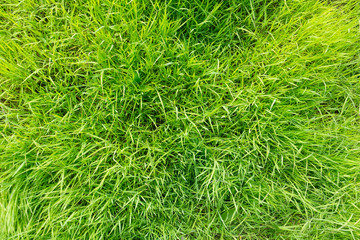 Green young grass on a swamp top view background