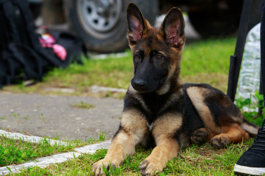 Dog breed German Shepherd
