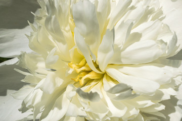 Peony flower closeup