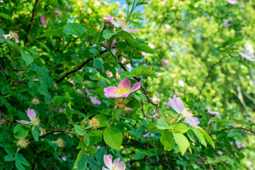 Wild roses blossom