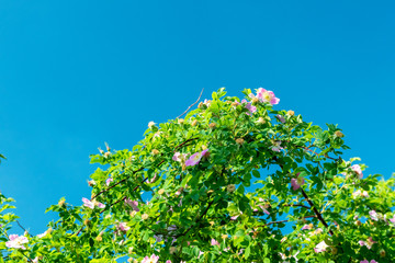 Wild roses blossom