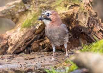  jay