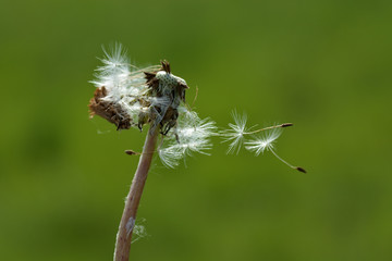 Dandelion and white fluffy seeds flying from the wind on a green background.