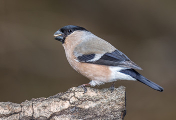 bullfinch (female)
