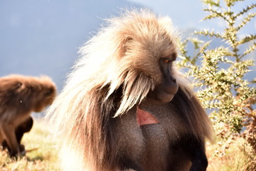 Gelada (bleeding heart) baboon shyly looking away from camera