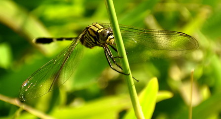 Closeup of yellow and black dragonfly on a grass stem