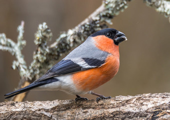 Bullfinch