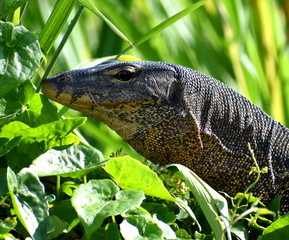 Face of a monitor lizard