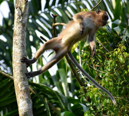 Monkey about to jump from a tree