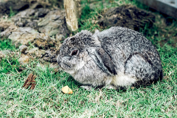 Gray rabbit in the garden