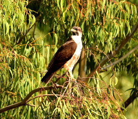 Eagle standing in a tree