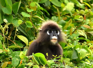 Fototapeta premium Cute leaf monkey sitting in a tree