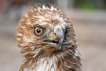 Young hawk Close up shot