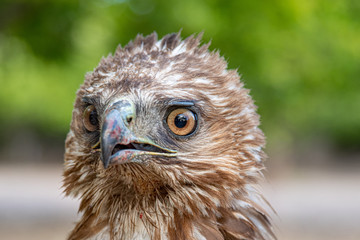 Young Hawk Closeup