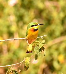 Colorful bee-eater sitting on a thin branch