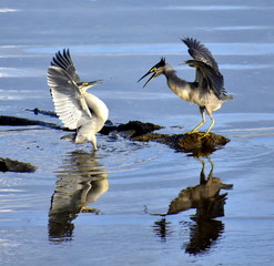 Two herons fighting in the shallow water