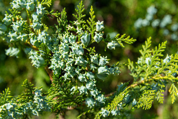 Cypress branch cedar is an evergreen coniferous tree. Coniferous cedar thuja leaves green texture. Close up.