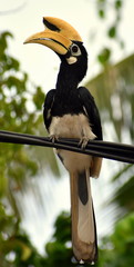 Colorful hornbill sitting on powerlines