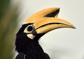 Face of a Malaysia Hornbill