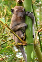 Cute young monkey holding a bamboo trunk