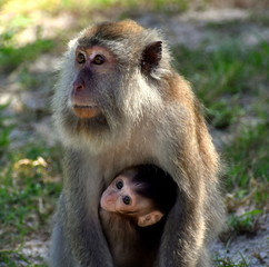 Monkey olding baby who is looking at the camera