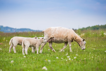 Texel ewe female sheep with newborn lamb in lush green meadow in Spring Time.