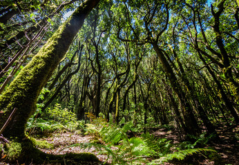 Scenery of a fairytale magical forest of El Cedro Forest near Garajonay National Park in La Gomera, Canary Islands, Spain