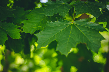 Fresh green maple leaf in the spring – Natural background of lush vegetation in forests, parks or gardens – Beautiful seasonal flora with detailed texture