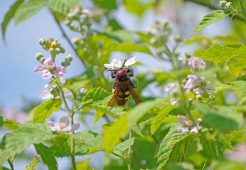 large wasp sits on a flower