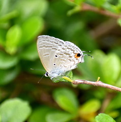 White butterfly on the end of a branch